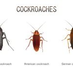 Why Are Spiders and Cockroaches Clustering Near My Laundry and Kitchen Areas?