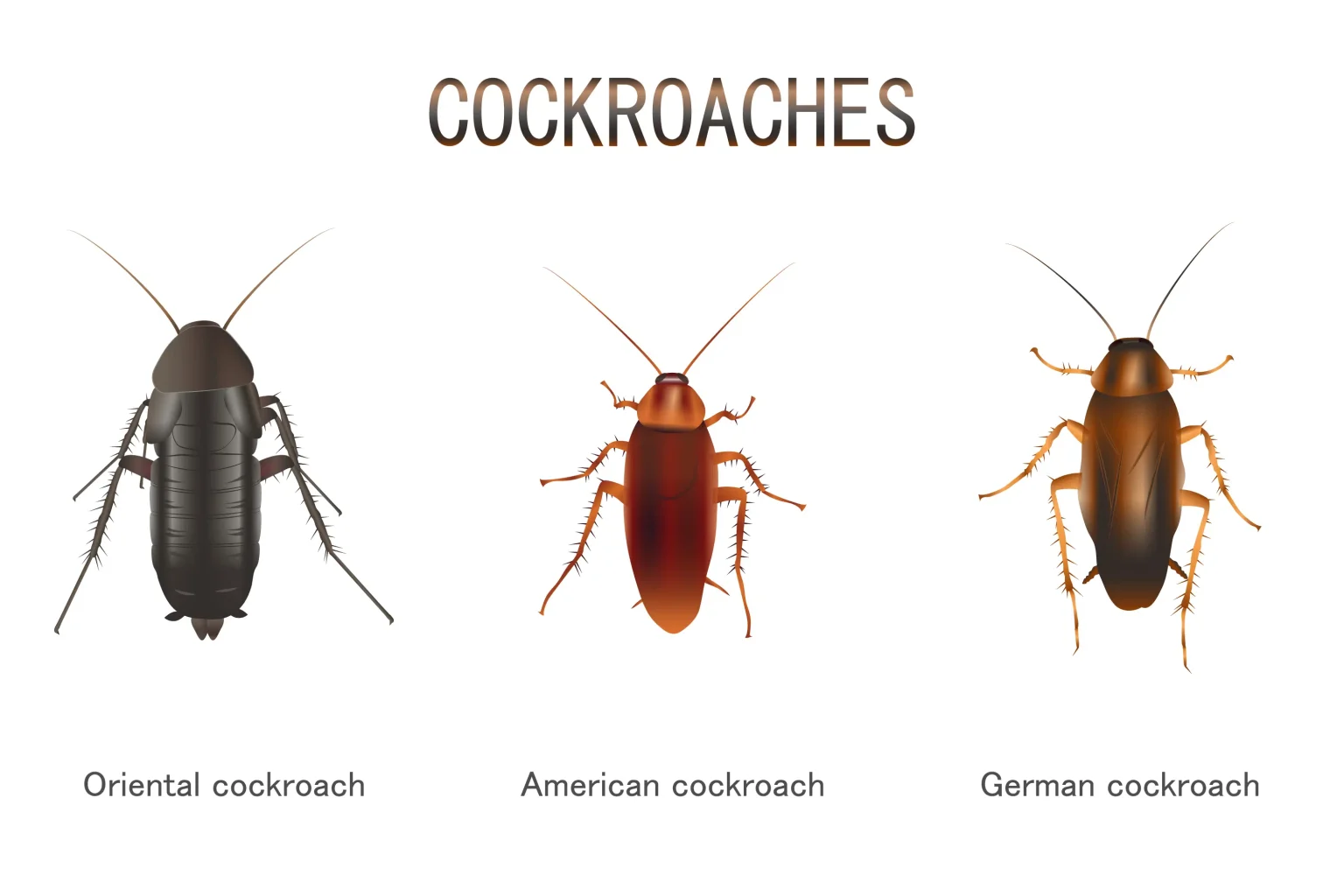 Why Are Spiders and Cockroaches Clustering Near My Laundry and Kitchen Areas?