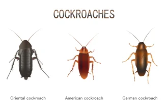 Why Are Spiders and Cockroaches Clustering Near My Laundry and Kitchen Areas?